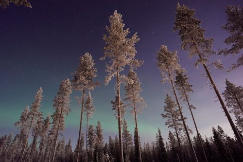 aurora sky trees