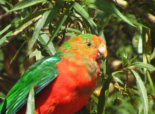 australia bird parrot