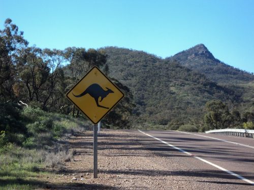 australia road kangaroo