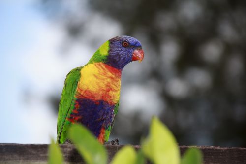 australia natural bird