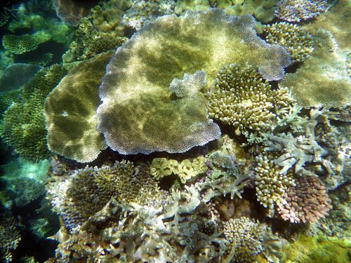 australia coral diving