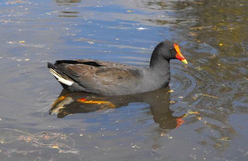 australia dusky moorhen native birds