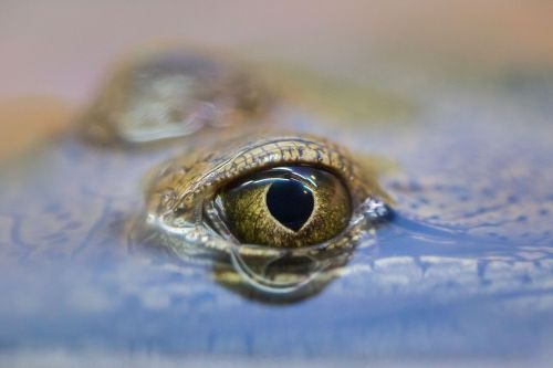 australia outback animal