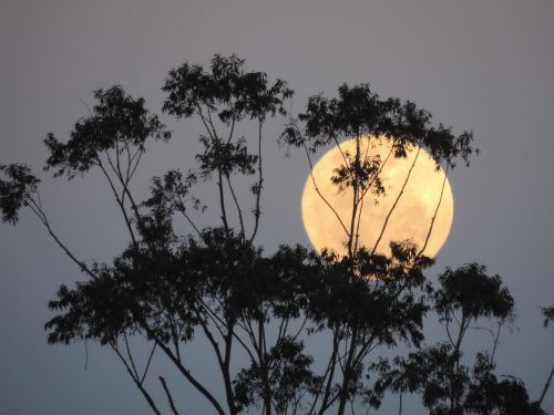 australia supermoon lunar