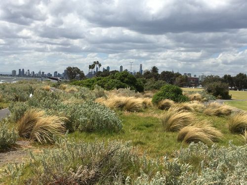 australia grass green