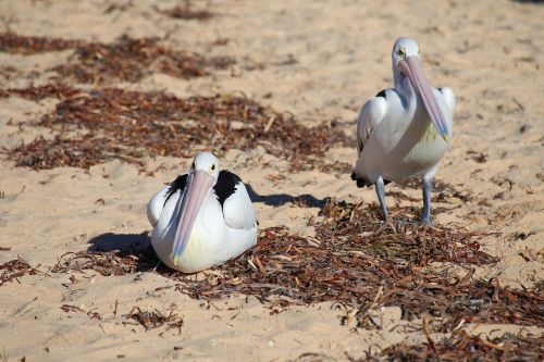 australia flamingo bird