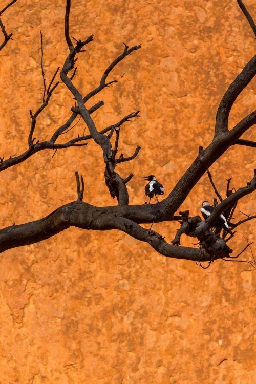 australia bird dead tree