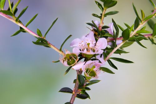 australia native flower