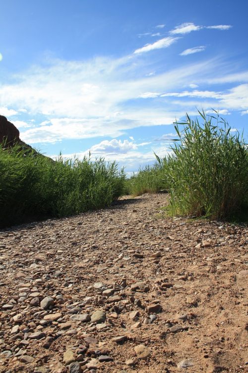 australia landscape reeds