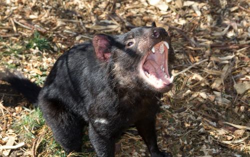 australia tasmania zoodoo
