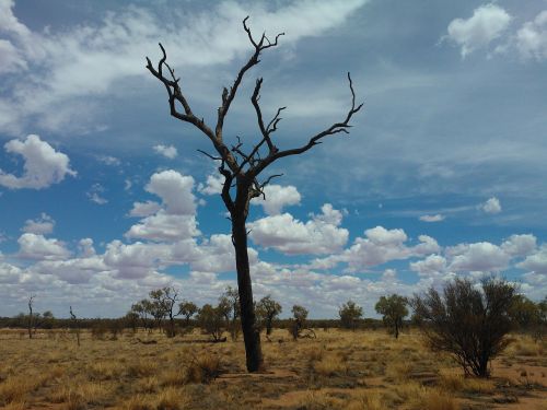 australia bush dry