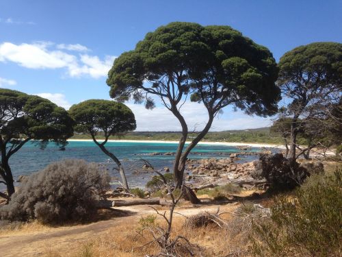 australia nature tree