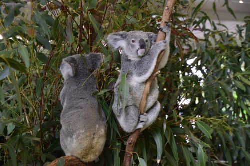 australia koala brisbane