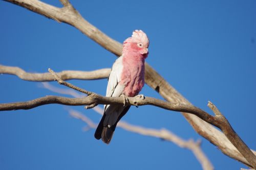 australia galah bird