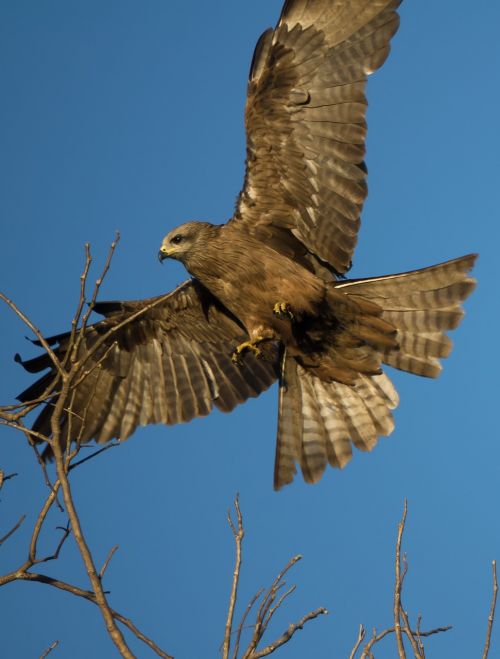 australia kite bird
