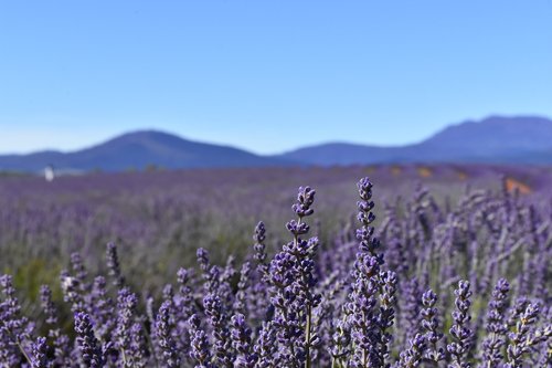 australia  tasmania  lavender fields