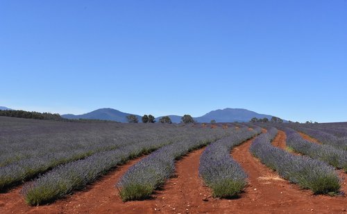 australia  tasmania  lavender fields