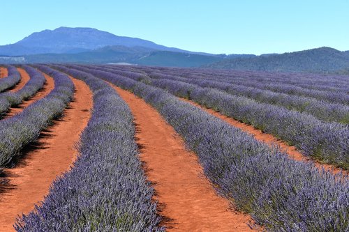 australia  tasmania  lavender fields