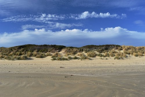 australia  beach  beach grass