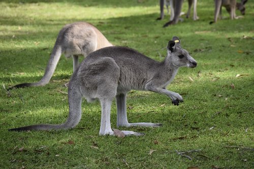 australia  kangaroo  nature