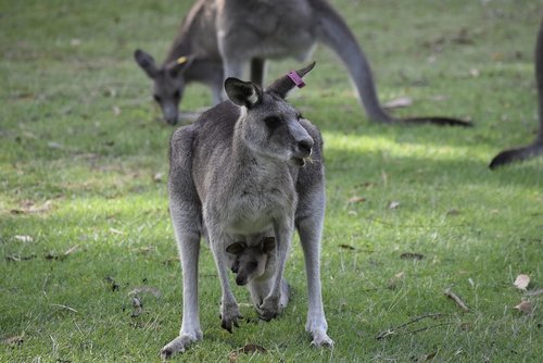 australia  nature  kangaroo