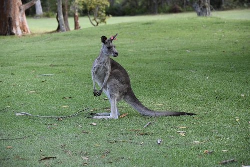 australia  nature  kangaroo