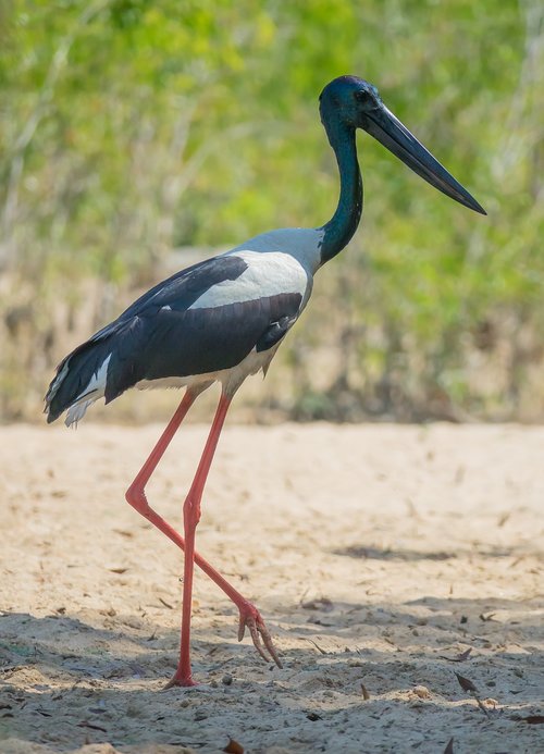 australia  birds  black-necked stork
