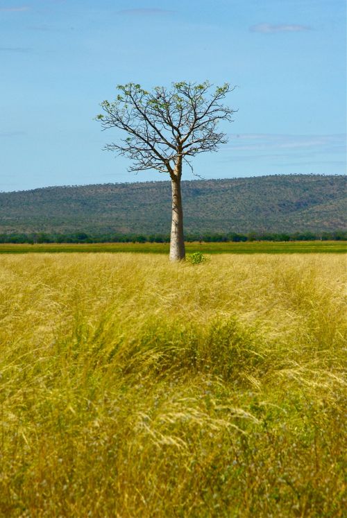 australia tree outback
