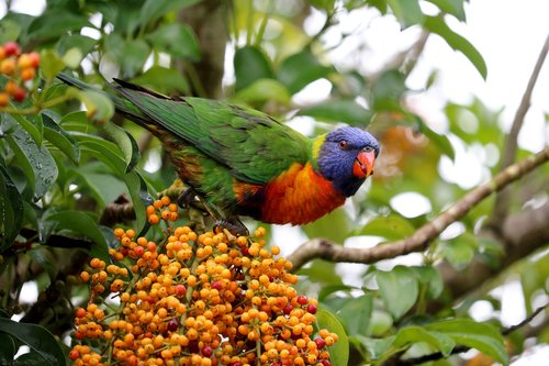 australia  parrot  animal world