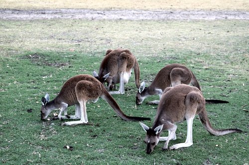 australia  kangaroo  nature