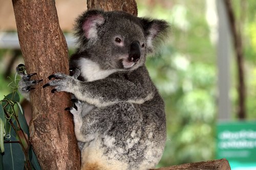 australia  koala  herbivorous