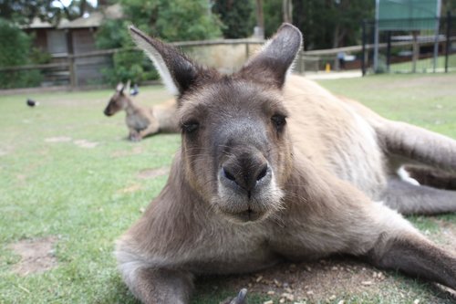 australia  animal  animal world