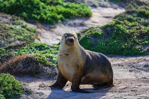 australia  seals  walrus