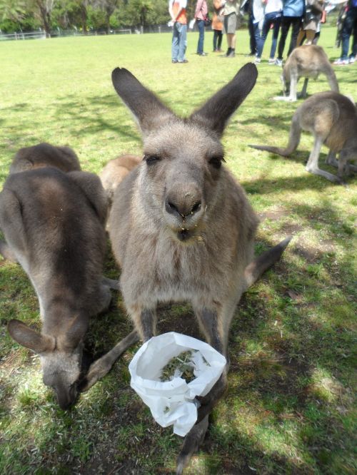 australia kangaroo animal