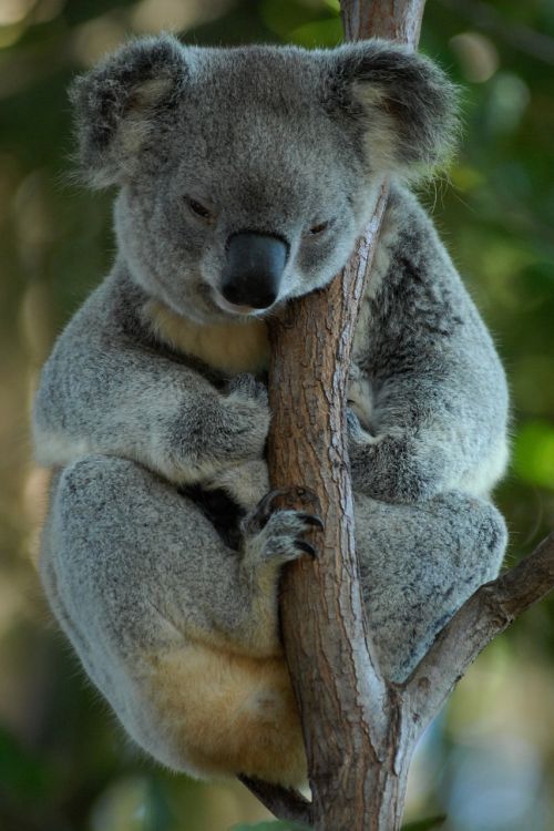 australia koala koala bear