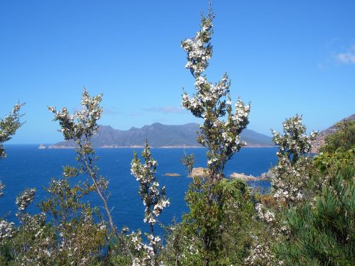 australia ocean flowers