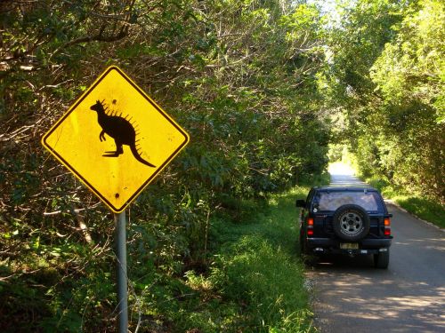 australia kangaroo cangaroo