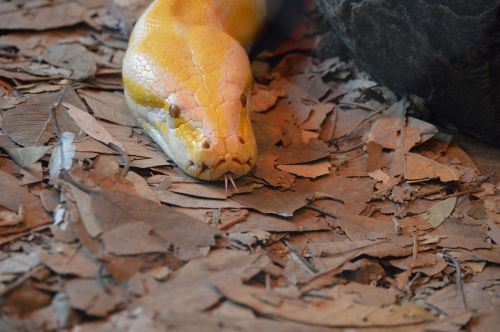 australia zoo albino python snake