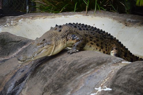 australia zoo crocodile wildlife