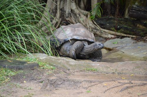 australia zoo giant tortoise wildlife