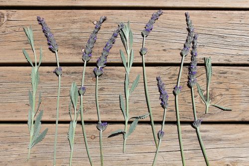 australian lavender flowers