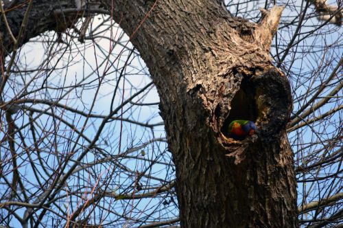 Australian Colourful Bird