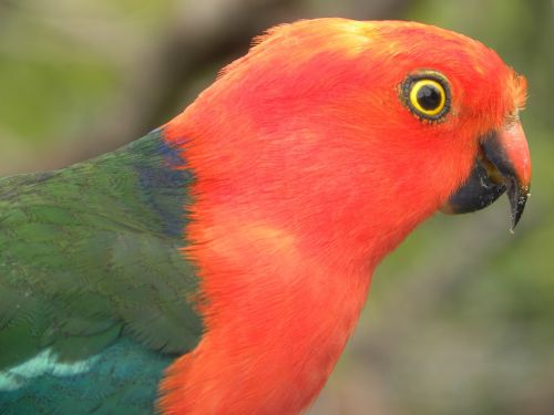 australian king parrots alisterus scapularis birds