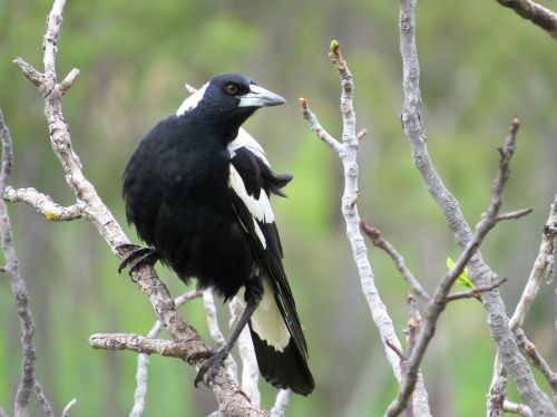 australian magpie south australia magpie