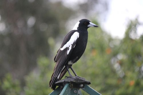 australian magpie bird nature