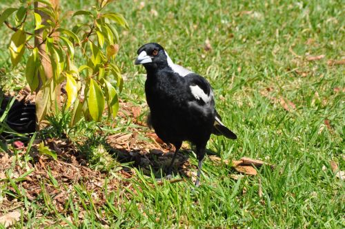 Australian Magpie