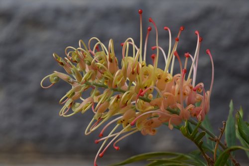 australian native plant  grevillea  yellow and red