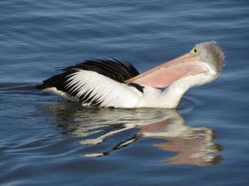 australian pelican goolwa south australia