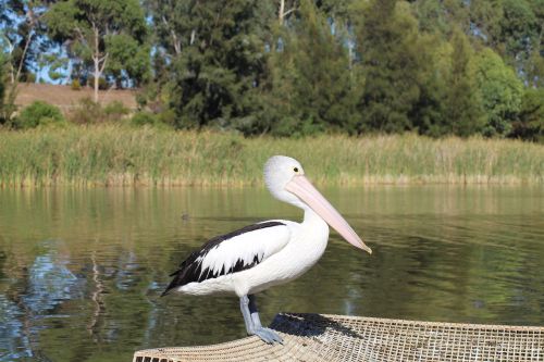 australian pelican waterbird pelecanus conspicillatus