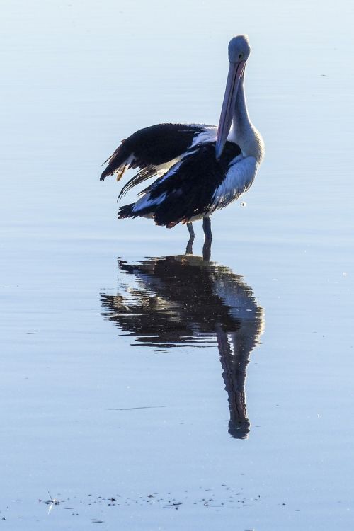 australian pelican water bird nature